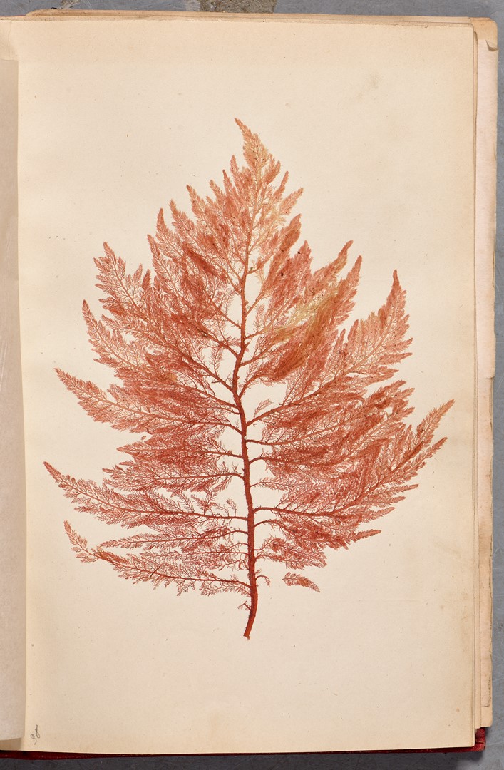 Lot 6